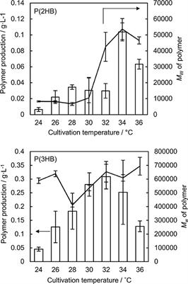 Increased Production and Molecular Weight of Artificial Polyhydroxyalkanoate Poly(2-hydroxybutyrate) Above the Glass Transition Temperature Threshold